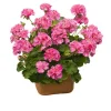 Hardy Geranium Live Plant - Pink Glitter Bicolor Flower, 5-8 Inch Tall - Image 1
