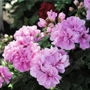 Hardy Geranium Live Plant Set - 2 Lavender Purple Flowers, 5-8 Inch Tall - Image 2