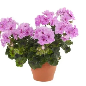 Hardy Geranium Live Plant Set - 2 Lavender Purple Flowers, 5-8 Inch Tall - Image 4