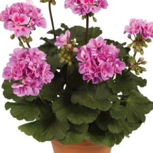 Hardy Geranium Live Plant Set - 2 Lavender Purple Flowers, 5-8 Inch Tall - Image 5