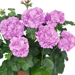 Hardy Geranium Live Plant Set - 2 Lavender Purple Flowers, 5-8 Inch Tall - Image 1