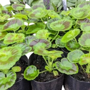 Hardy Geranium Live Plant Set - 2 Lavender Purple Flowers, 5-8 Inch Tall - Image 7