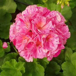 Hardy Geranium Live Plant Set - Pink Glitter Bicolor Flowers - 2 Plants 5-8 Inch Tall - Image 10