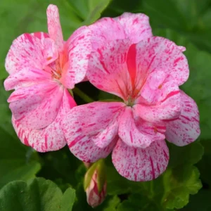 Hardy Geranium Live Plant Set - Pink Glitter Bicolor Flowers - 2 Plants 5-8 Inch Tall - Image 2