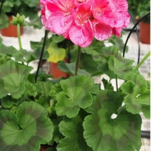 Hardy Geranium Live Plant Set - Pink Glitter Bicolor Flowers - 2 Plants 5-8 Inch Tall - Image 4