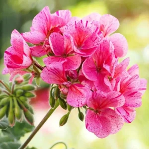 Hardy Geranium Live Plant Set - Pink Glitter Bicolor Flowers - 2 Plants 5-8 Inch Tall - Image 5