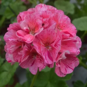 Hardy Geranium Live Plant Set - Pink Glitter Bicolor Flowers - 2 Plants 5-8 Inch Tall - Image 6