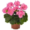 Hardy Geranium Live Plant Set - Pink Glitter Bicolor Flowers - 2 Plants 5-8 Inch Tall - Image 1