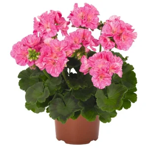 Hardy Geranium Live Plant Set - Pink Glitter Bicolor Flowers - 2 Plants 5-8 Inch Tall - Image 1