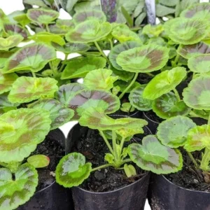 Hardy Geranium Live Plant Set - Pink Glitter Bicolor Flowers - 2 Plants 5-8 Inch Tall - Image 7