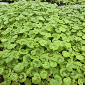 Hardy Geranium Live Plant Set - Pink Glitter Bicolor Flowers - 2 Plants 5-8 Inch Tall - Image 8