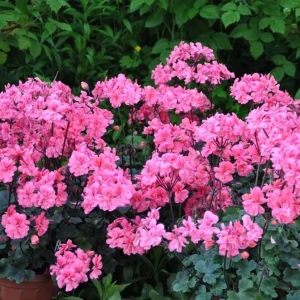 Hardy Geranium Live Plants - Pink Flowers, Set of 2, 5-8 Inch Tall, Outdoor - Image 2