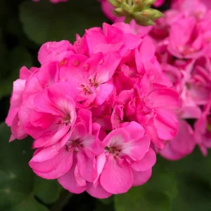 Hardy Geranium Live Plants - Pink Flowers, Set of 2, 5-8 Inch Tall, Outdoor - Image 5