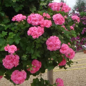 Hardy Geranium Live Plants - Pink Flowers, Set of 2, 5-8 Inch Tall, Outdoor - Image 7