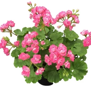 Hardy Geranium Live Plants - Pink Flowers, Set of 2, 5-8 Inch Tall, Outdoor - Image 1