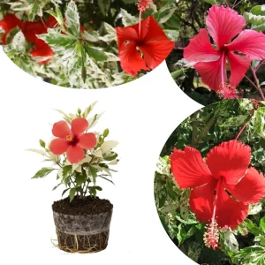 Hardy Hibiscus Live Plant – Pink Flowers, 7-12