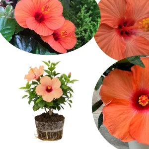 Hardy Hibiscus Live Plant – Pink Flowers, 7-12