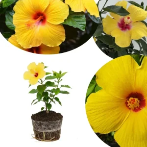 Hardy Hibiscus Live Plant – Pink Flowers, 7-12