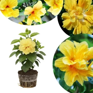 Hardy Hibiscus Live Plant – Pink Flowers, 7-12