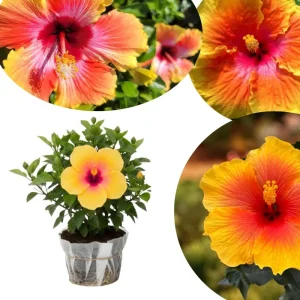 Hardy Hibiscus Live Plant – Pink Flowers, 7-12