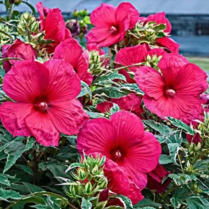 Hardy Hibiscus Live Plant Set, 2 Pack, 5-9 Inches Tall, Mixed Flowers, Outdoor - Image 2