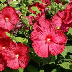 Hardy Hibiscus Live Plant Set, 2 Pack, 5-9 Inches Tall, Mixed Flowers, Outdoor - Image 3