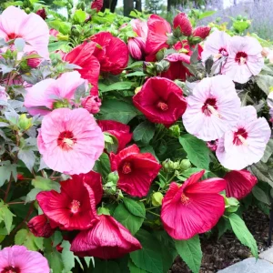 Hardy Hibiscus Live Plant Set, 2 Pack, 5-9 Inches Tall, Mixed Flowers, Outdoor - Image 1