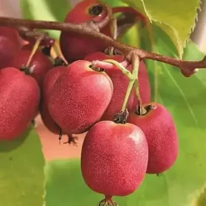 Hardy Kiwi Berry Plants Live - Set of 2 Vines, 5-9
