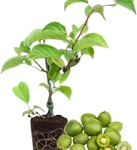 Hardy Kiwi Plant Live - 5-8