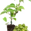 Hardy Kiwi Plant Live - 5-8" Tall Starter Vine, Well Rooted for Berries - Image 1