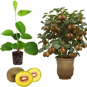 Hardy Male Kiwi Plant Live Vine – 5-9