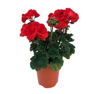 Hardy Orange Geranium Live Plant – Fragrant Pelargonium – 5-8 Inch Tall - Image 3