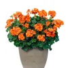 Hardy Orange Geranium Live Plant – Fragrant Pelargonium – 5-8 Inch Tall - Image 1