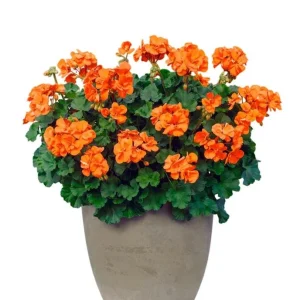 Hardy Orange Geranium Live Plant – Fragrant Pelargonium – 5-8 Inch Tall - Image 1