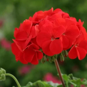 Hardy Red Geranium Live Plant – Fragrant Red Flowers – 5-8 Inch Tall – Outdoor - Image 10
