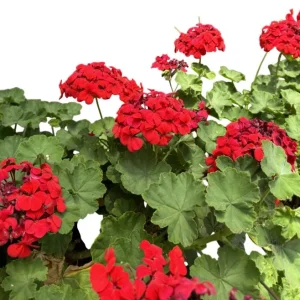 Hardy Red Geranium Live Plant – Fragrant Red Flowers – 5-8 Inch Tall – Outdoor - Image 3