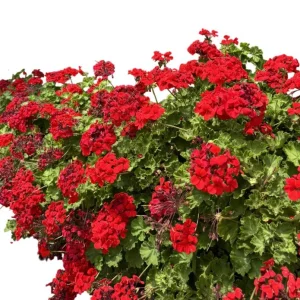 Hardy Red Geranium Live Plant – Fragrant Red Flowers – 5-8 Inch Tall – Outdoor - Image 4