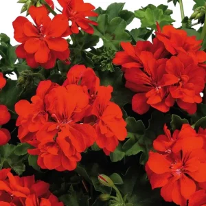 Hardy Red Geranium Live Plant – Fragrant Red Flowers – 5-8 Inch Tall – Outdoor - Image 5