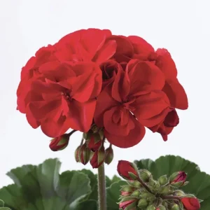 Hardy Red Geranium Live Plant – Fragrant Red Flowers – 5-8 Inch Tall – Outdoor - Image 8