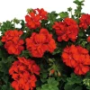 Hardy Red Geranium Live Plant – Fragrant Red Flowers – 5-8 Inch Tall – Outdoor - Image 1
