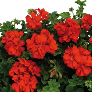 Hardy Red Geranium Live Plant – Fragrant Red Flowers – 5-8 Inch Tall – Outdoor - Image 1