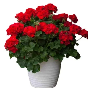 Hardy Red Geranium Live Plants - Set of 2, 5-8 Inch Tall, Fragrant Flowers - Image 1