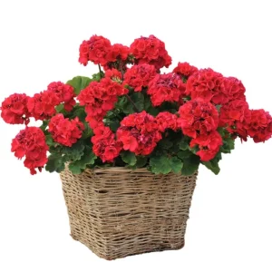Hardy Red Geranium Live Plants - Set of 2, 5-8 Inch Tall, Fragrant Flowers - Image 5