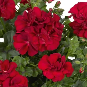 Hardy Red Geranium Live Plants - Set of 2, 5-8 Inch Tall, Fragrant Flowers - Image 6