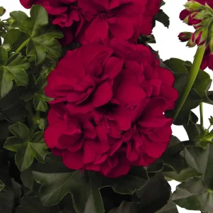 Hardy Red Geranium Live Plants - Set of 2, 5-8 Inch Tall, Fragrant Flowers - Image 8