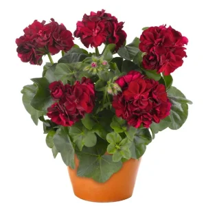 Hardy Red Geranium Live Plants - Set of 2, 5-8 Inch Tall, Fragrant Flowers - Image 9