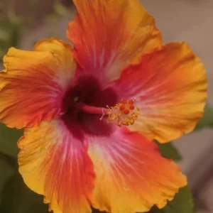 Hardy Sunset Hibiscus Live Plant, 8-10 Inches Tall Seedling, Outdoor Flower - Image 4