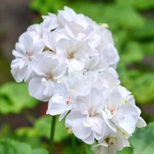 Hardy White Geranium Live Plant – Fragrant Perennial Flower – 5-8 Inch Tall - Image 10