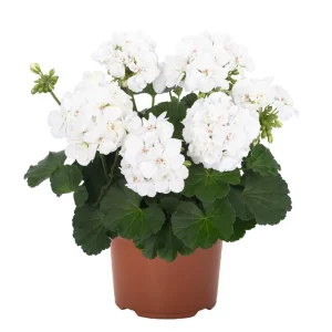 Hardy White Geranium Live Plant – Fragrant Perennial Flower – 5-8 Inch Tall - Image 1