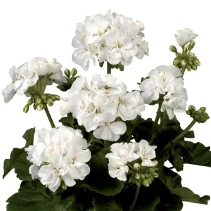 Hardy White Geranium Live Plant – Fragrant Perennial Flower – 5-8 Inch Tall - Image 6